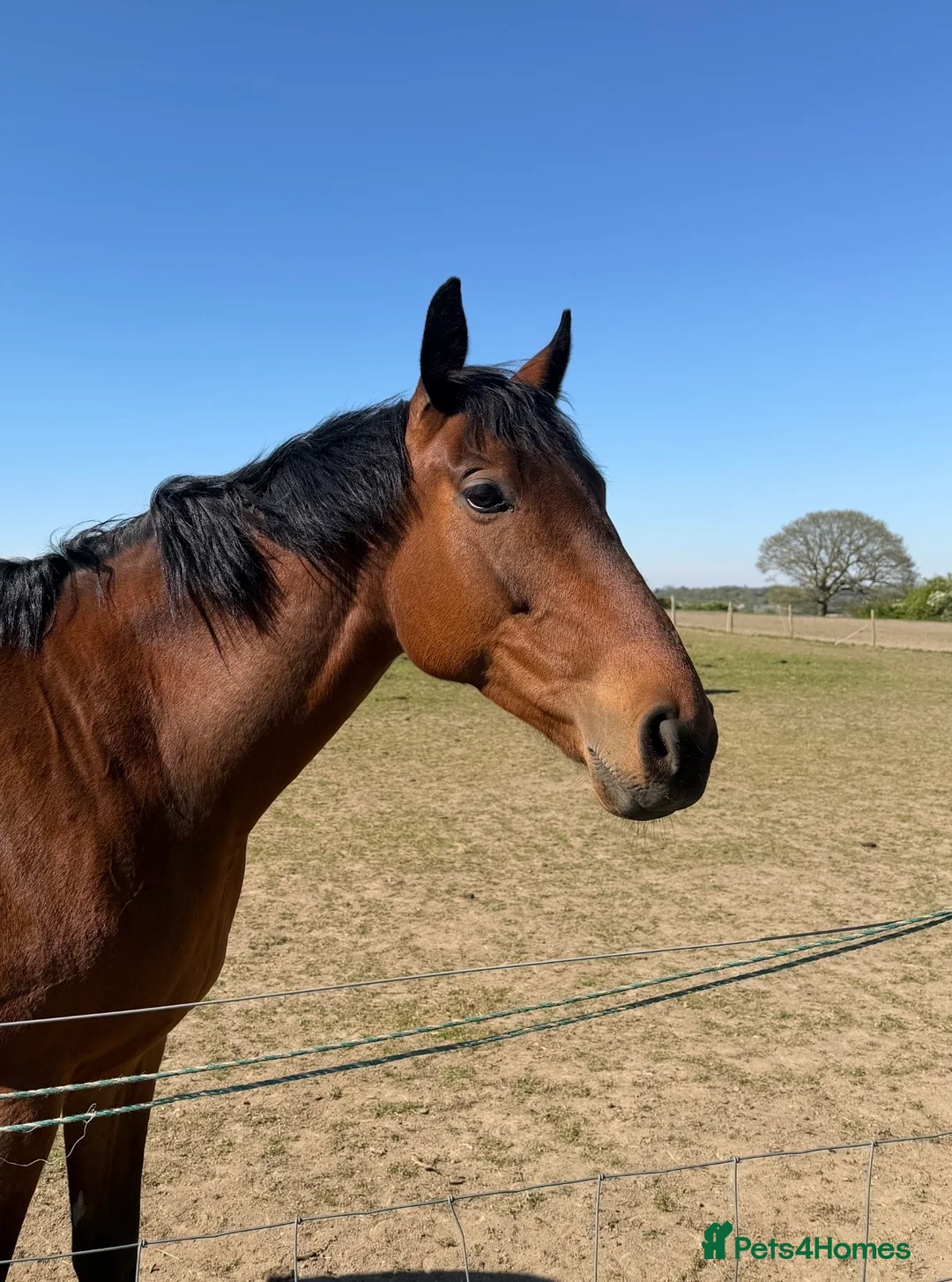English Thoroughbred horses for sale: Companion / project for experienced home only - Advert 3
