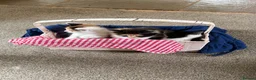 Mixed Breed cats for sale: BEAUTIFUL KITTENS in Cullompton - Advert 2