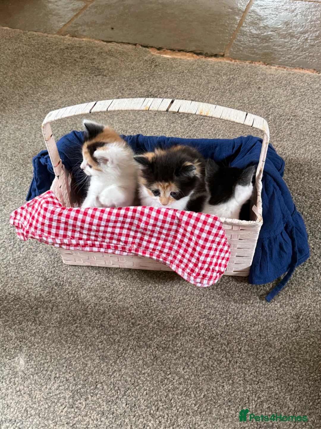 Mixed Breed cats for sale: BEAUTIFUL KITTENS in Cullompton - Advert 2