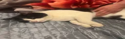 Mixed Breed cats for sale: British shorthair - Advert 12