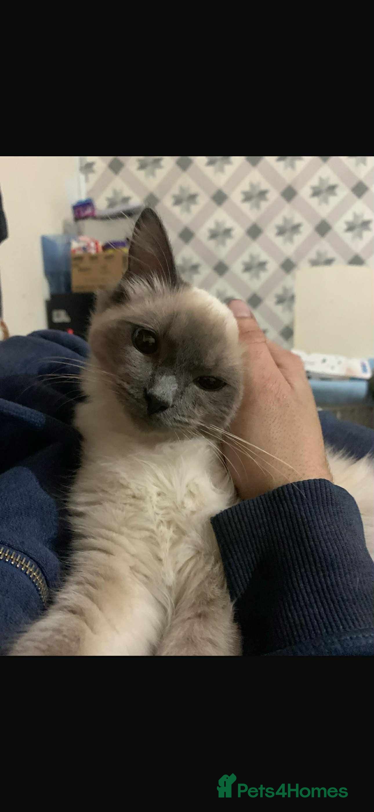 Ragdoll cats male 2 year old ragdoll - Advert 12