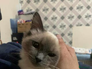 Ragdoll cats male 2 year old ragdoll - Advert 1