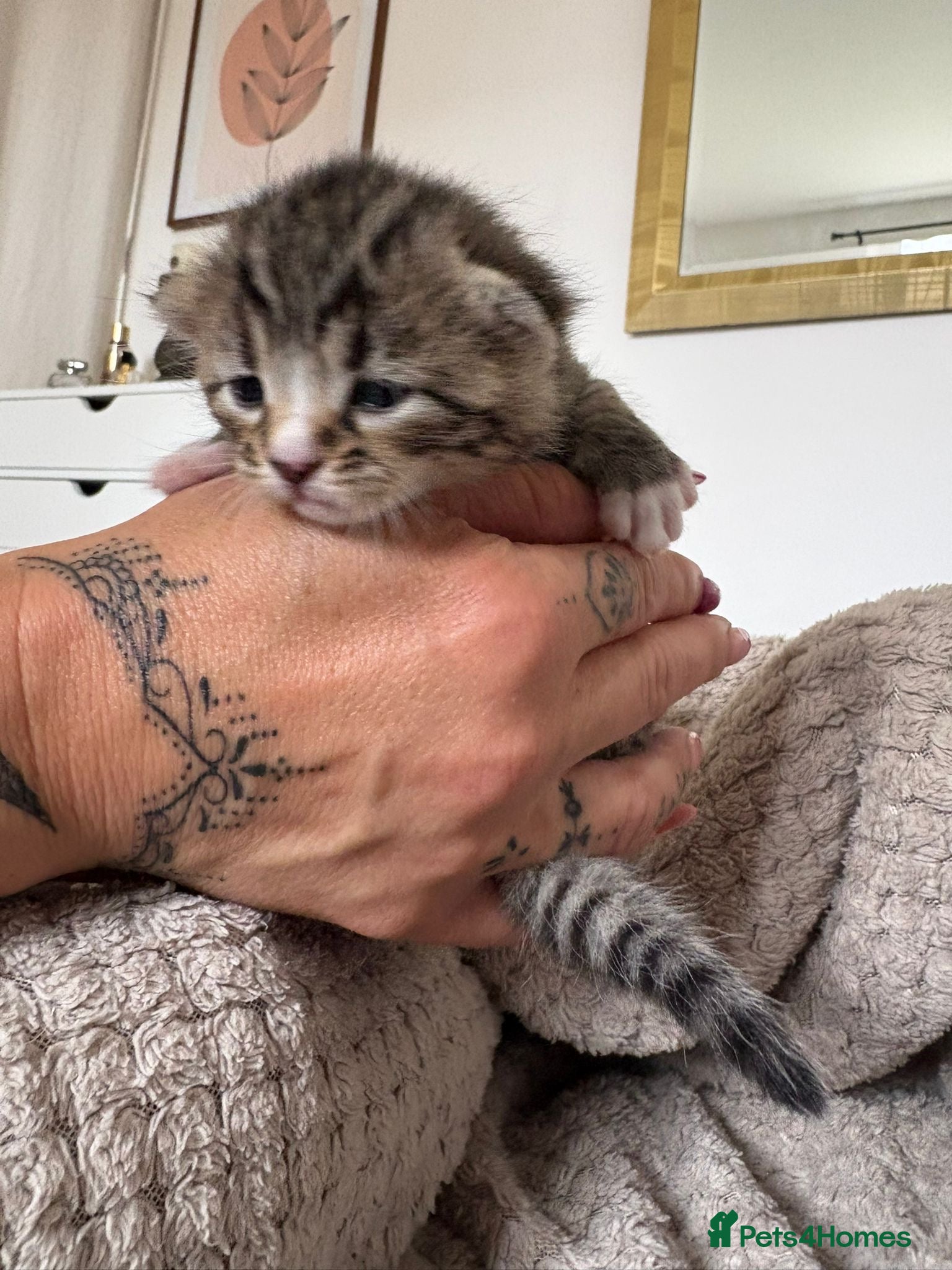 Mixed Breed cats for sale: Mixed Beautiful Girls  - Advert 2