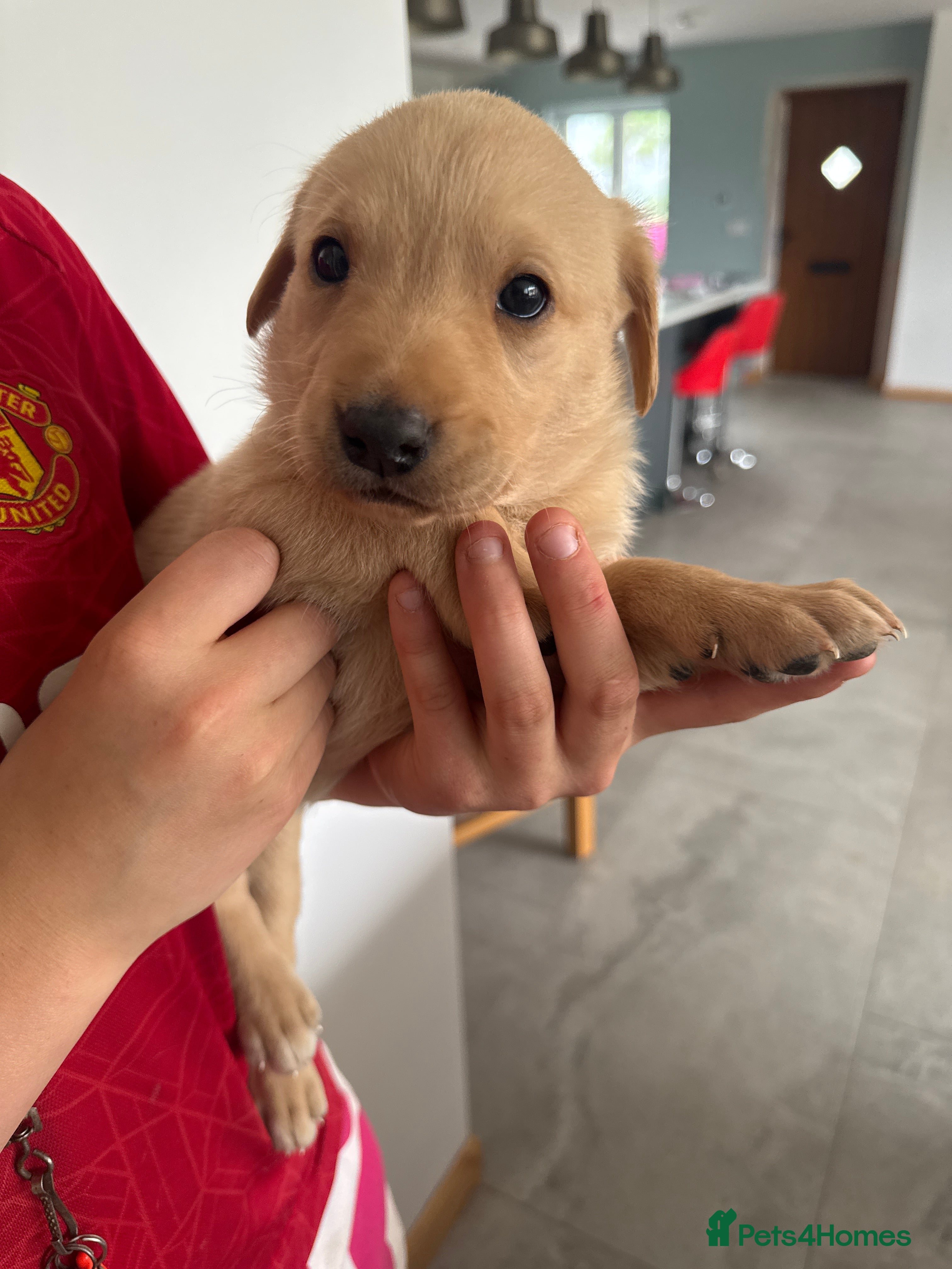 Labrador Retriever dogs 8 beautiful labradors for sale.  - Advert 2