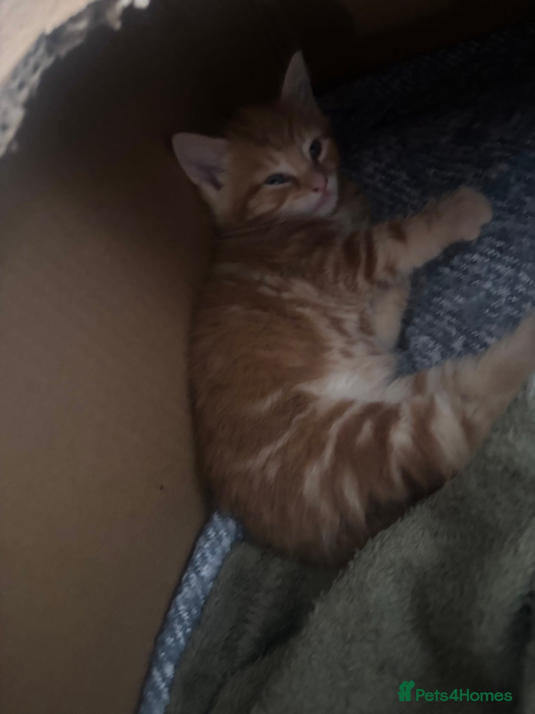 Mixed Breed cats for sale: 4 gorgeous kittens - Image 13