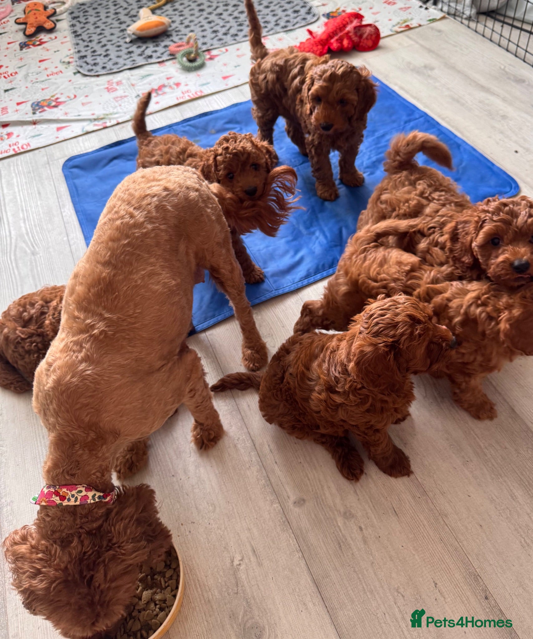 Cavapoo dogs Last TEDDY BEAR Cavapoo puppy - stunning litter  - Advert 1