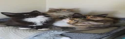 Ragdoll cats for sale: Ragdoll cross kittens - Advert 6