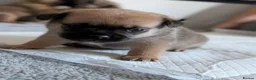 Mixed Breed dogs for sale: Frug cross pomeranian puppies  in Nottingham - Advert 8