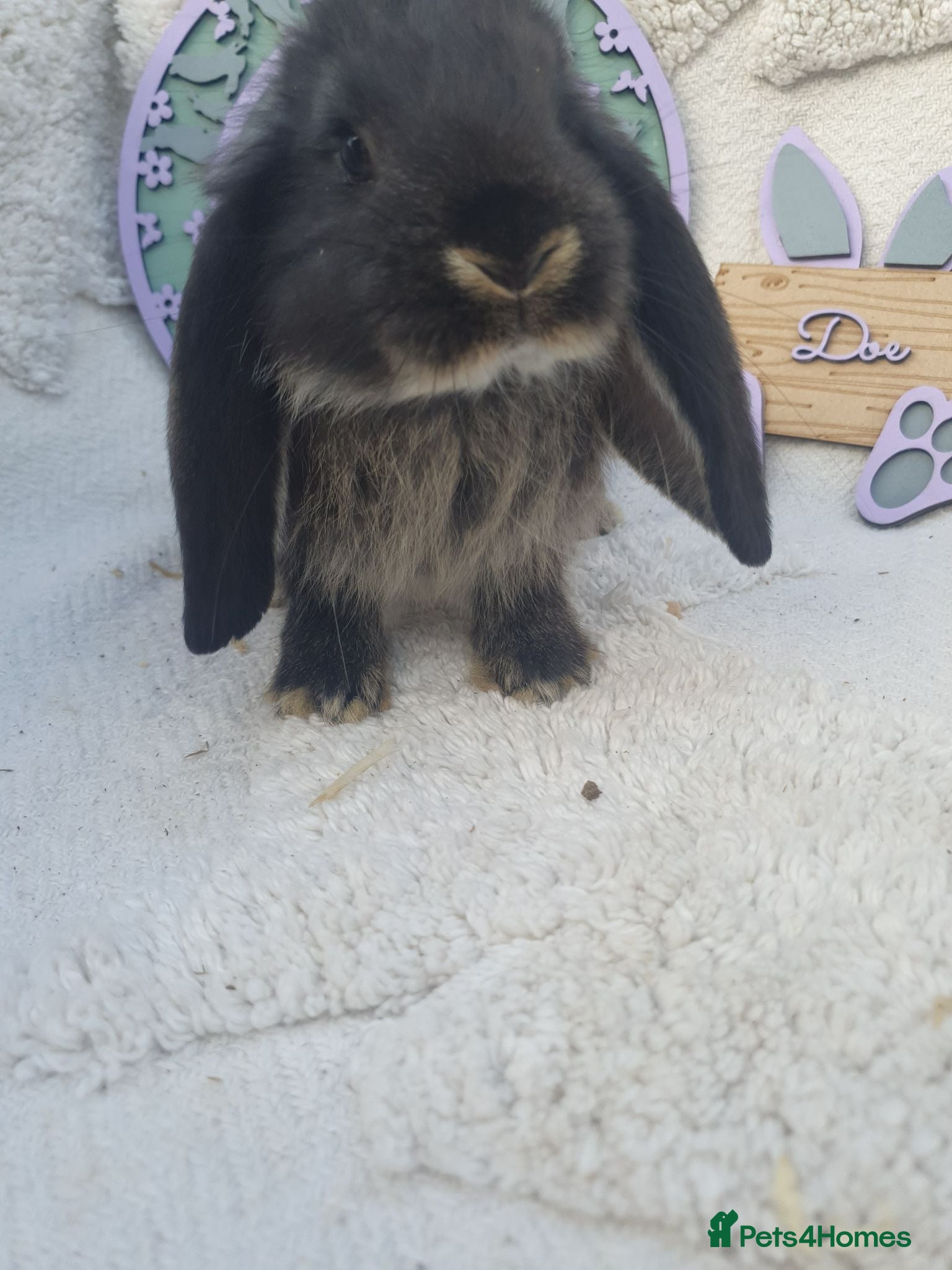 French Lop rabbits Giant French Lop Babies - Advert 1