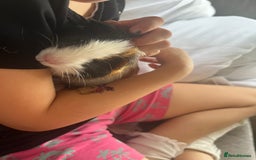 Guinea Pig rodents for sale: Baby male  - Image 5