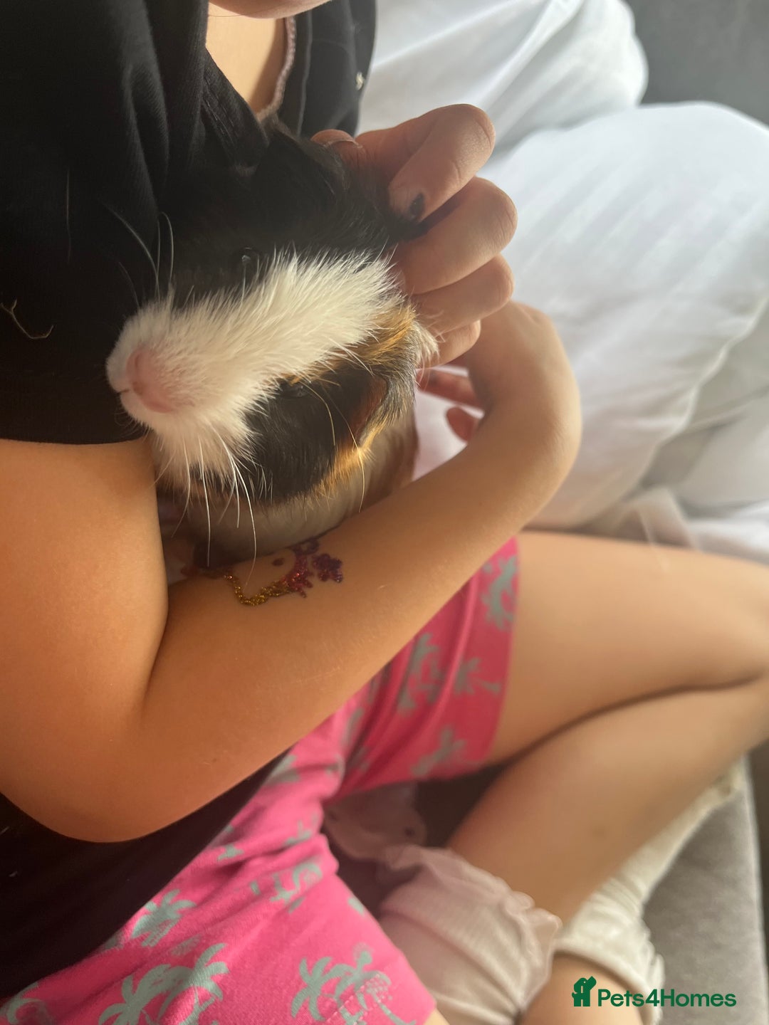 Guinea Pig rodents for sale: Baby male  - Image 5