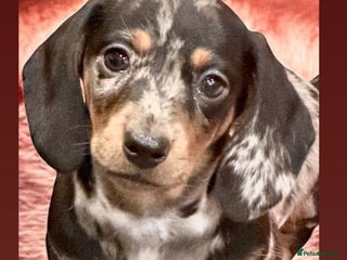 Miniature Dachshund dogs Beautiful bunch of girls 🩷✨ Kc mini Ready now - Advert 3