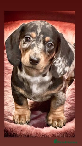 Miniature Dachshund dogs Beautiful bunch of girls 🩷✨ Kc mini Ready now - Advert 3