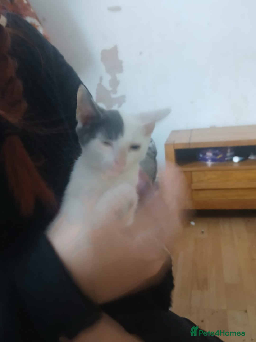Domestic Shorthair cats for sale: 🐾 9 Beautiful Kittens - Image 14