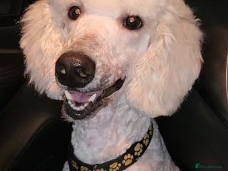Standard Poodle dogs in Chesterfield - Advert 2