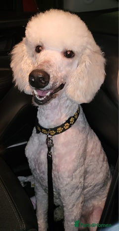 Standard Poodle dogs Cream K.C reg Standard Poodle 4 Stud in Chesterfield - Advert 1