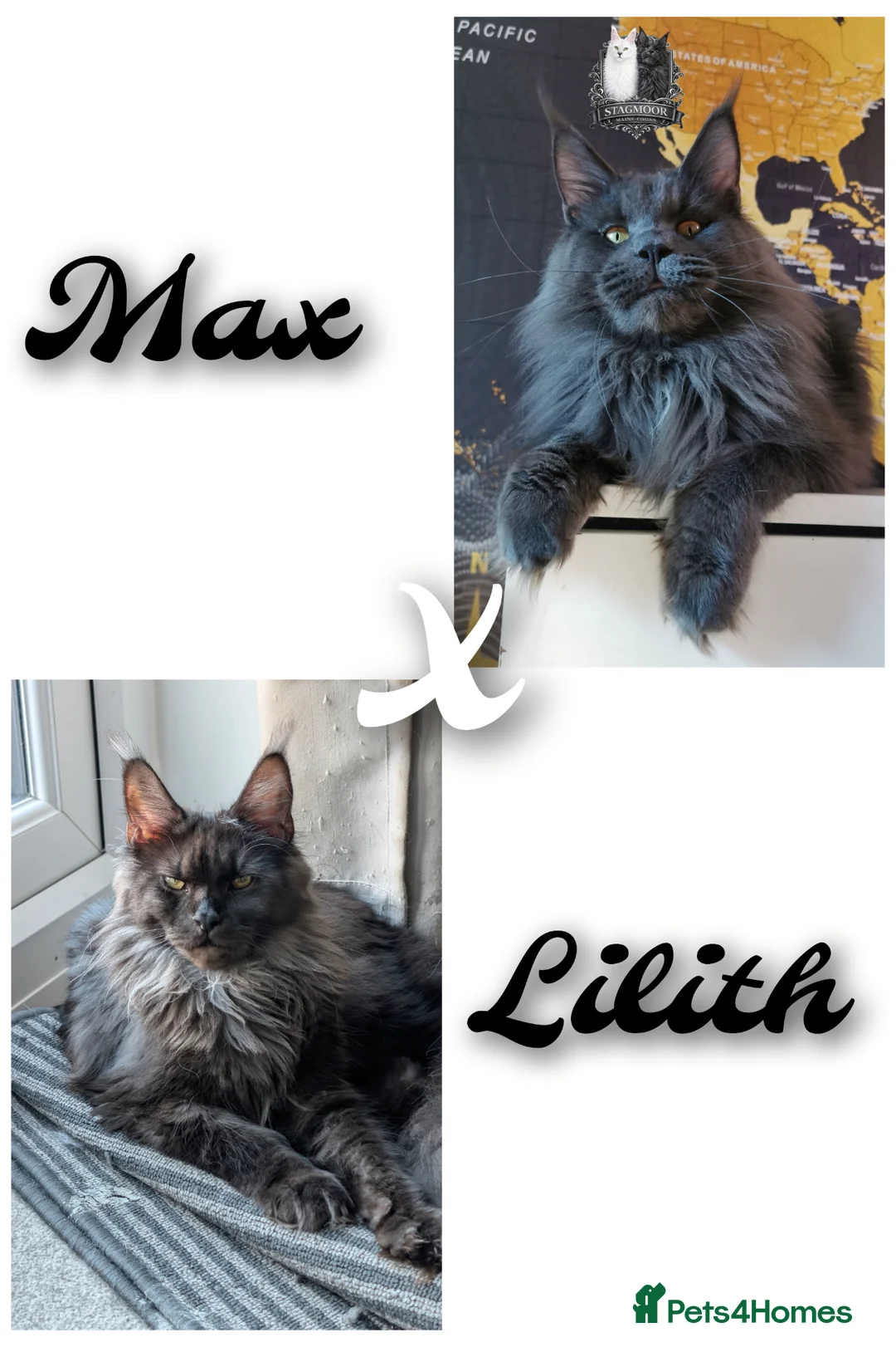 Maine Coon cats for sale: Large Exceptional Maine Coon Kittens – Due May - Advert 1