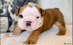 English Bulldog dogs for sale: Beautiful Pure breed English Bulldog Pups - Image 5