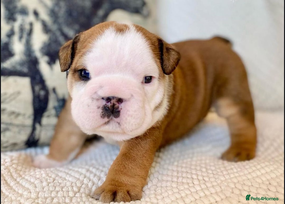 English Bulldog dogs for sale: Beautiful Pure breed English Bulldog Pups - Image 5