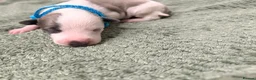Whippet dogs for sale: litter of 8 pups 5x boys 3x bitches  - Advert 11