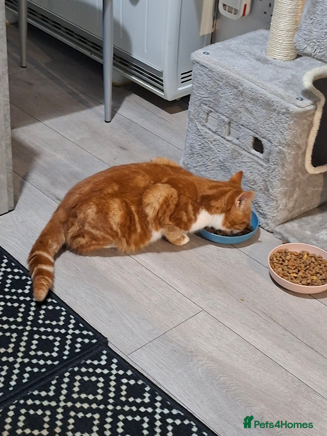 Domestic Shorthair cats for sale: Simba  - Advert 4