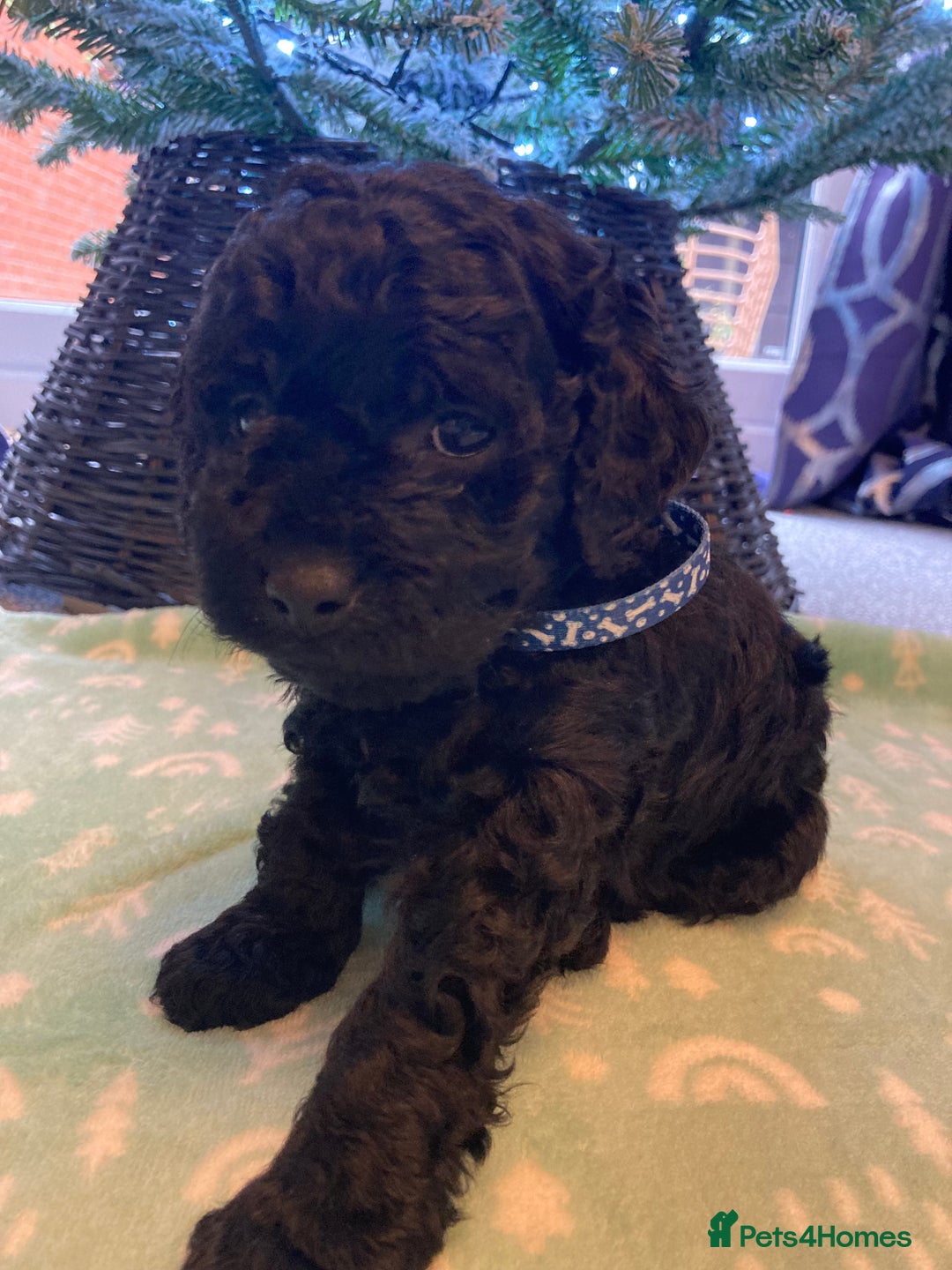 Cavapoo dogs for sale: F1b cavapoo puppies - Advert 8