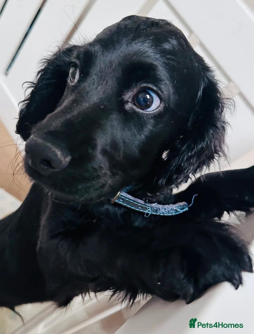 Sprocker dogs for sale: Special Little Boy Looking for His Forever Home 🐾 in Wisbech - Advert 1