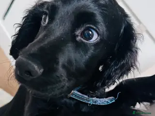 Sprocker dogs Special Little Boy Looking for His Forever Home 🐾 in Wisbech - Advert 1