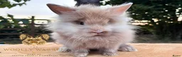 Lionhead rabbits for sale: Fully Vaccinated Lionheads Ready Now  - Advert 9