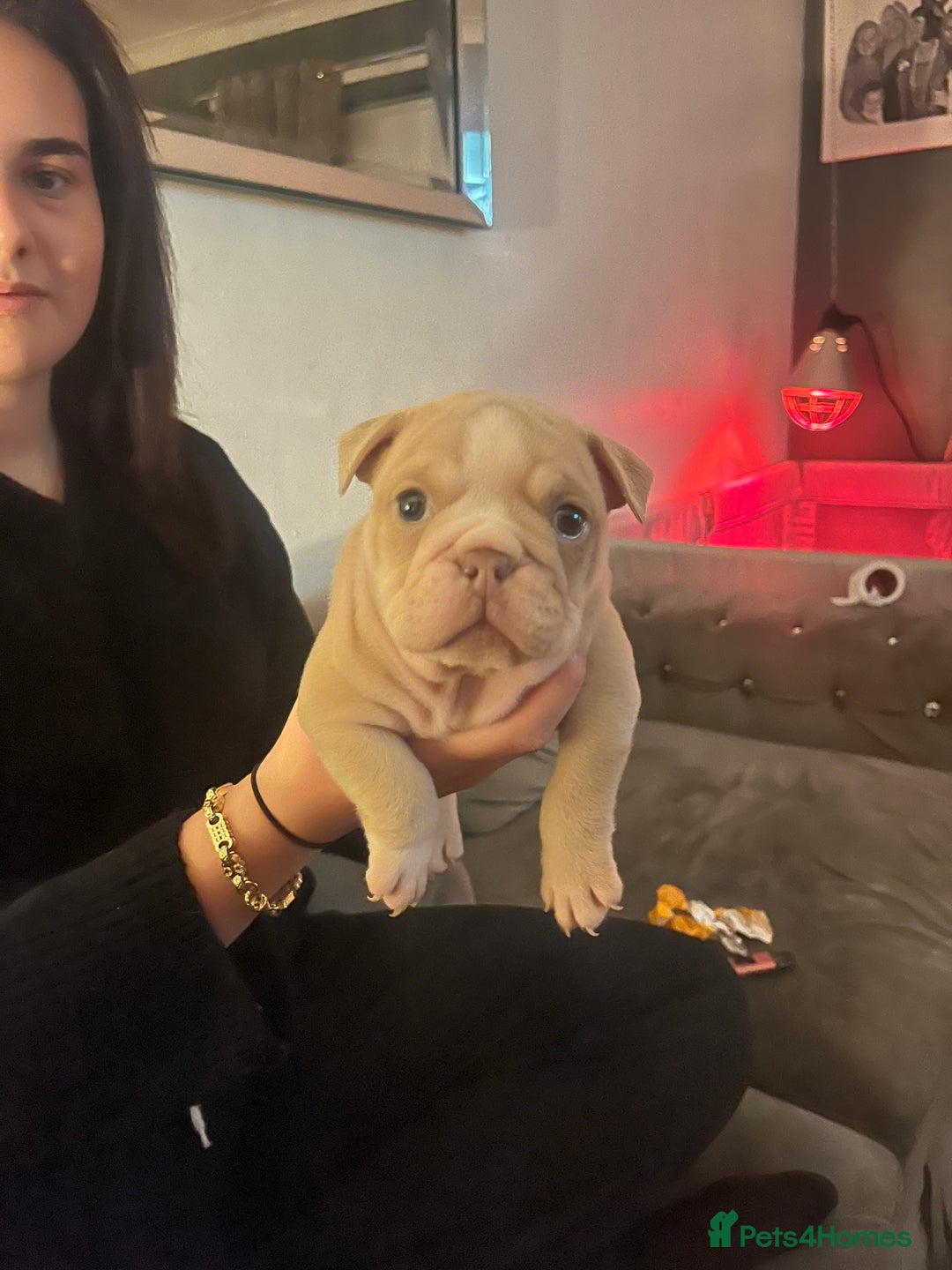 English Bulldog dogs for sale: English bulldogs - Advert 1