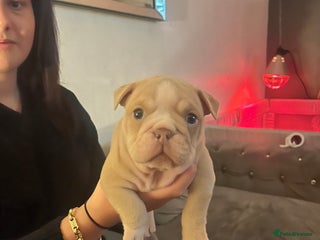 English Bulldog dogs English bulldogs - Advert 1