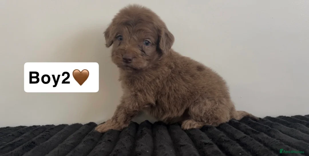 Cockapoo dogs for sale: Cockapoo puppies  - Advert 9