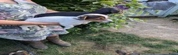 Jack Russell dogs for sale: Ready 10 weeks  Gorgeous bk & tan Jack Russel  - Advert 17