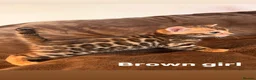 Bengal cats for sale: Beautiful Snow Bengals  - Advert 10