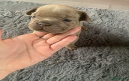 French Bulldog dogs for sale: 5 French bull dogs puppies  - Image 16