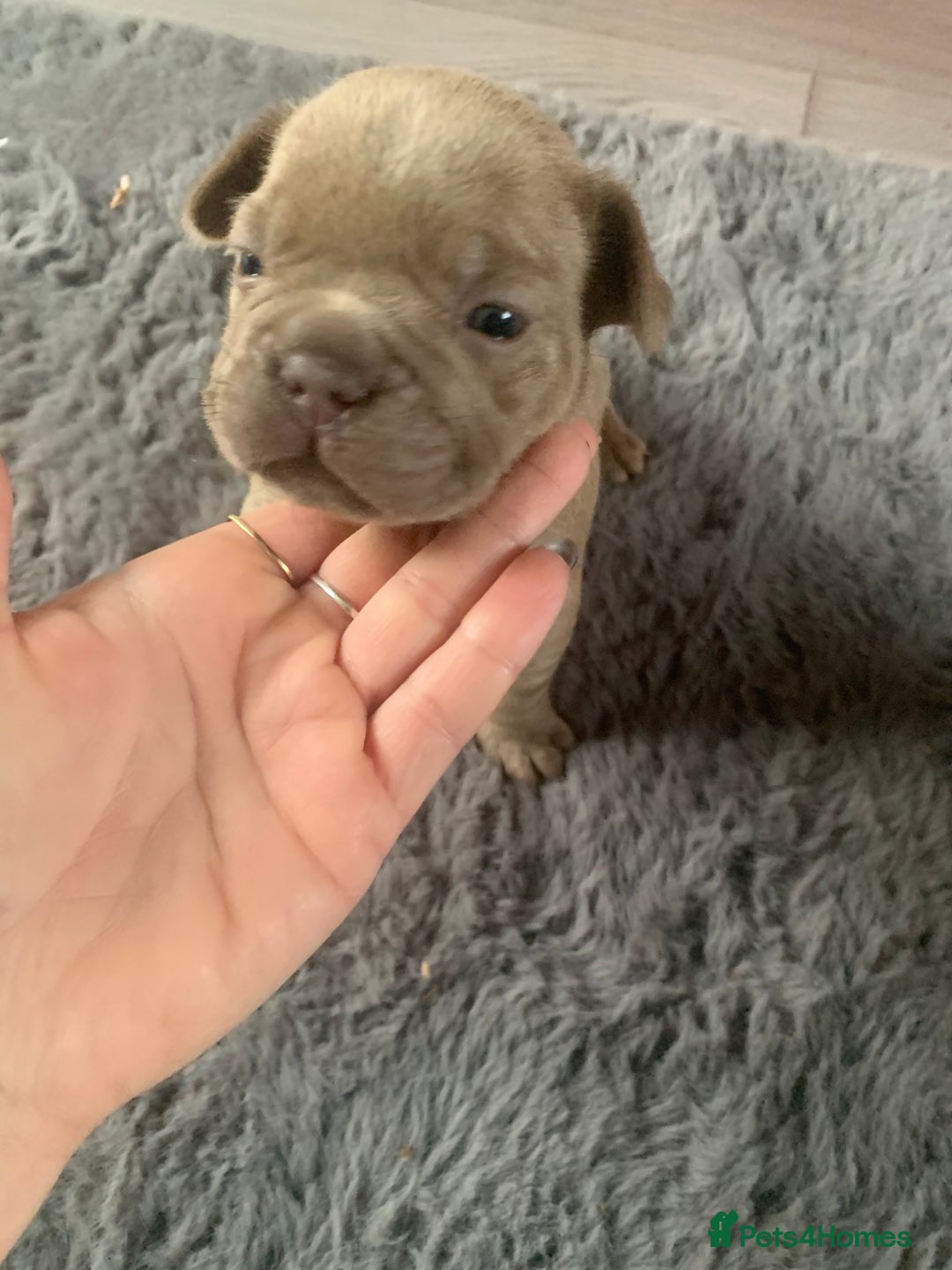French Bulldog dogs for sale: 5 French bull dogs puppies  - Image 16
