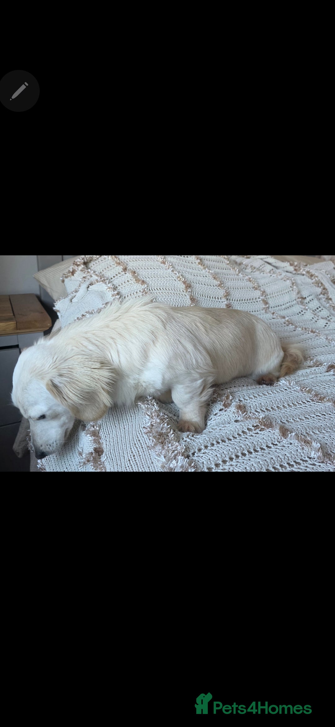 Miniature Dachshund dogs for sale: Exceptional KC White Cream Minature Dachshund  - Advert 8