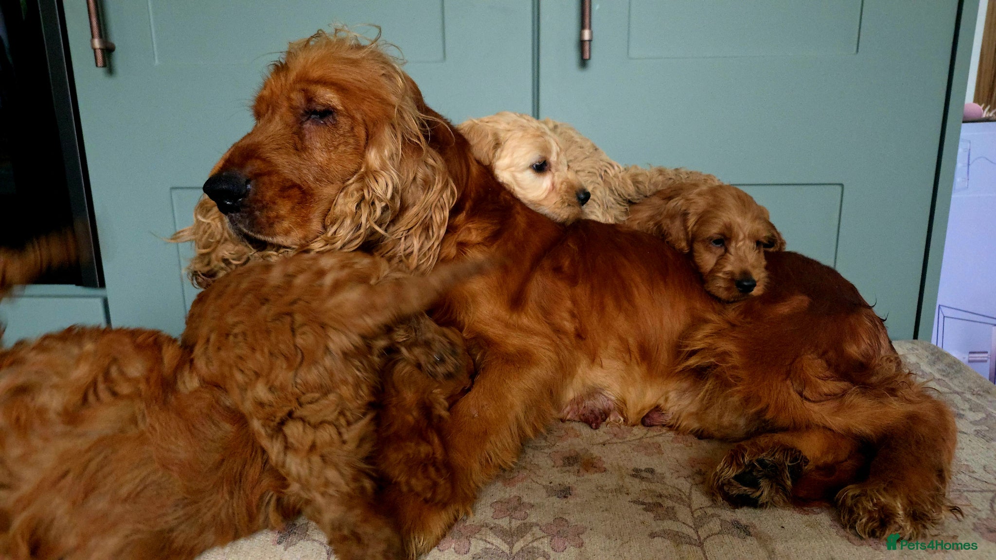 Cockapoo dogs for sale: COCKAPOO  in Blackburn - Advert 8