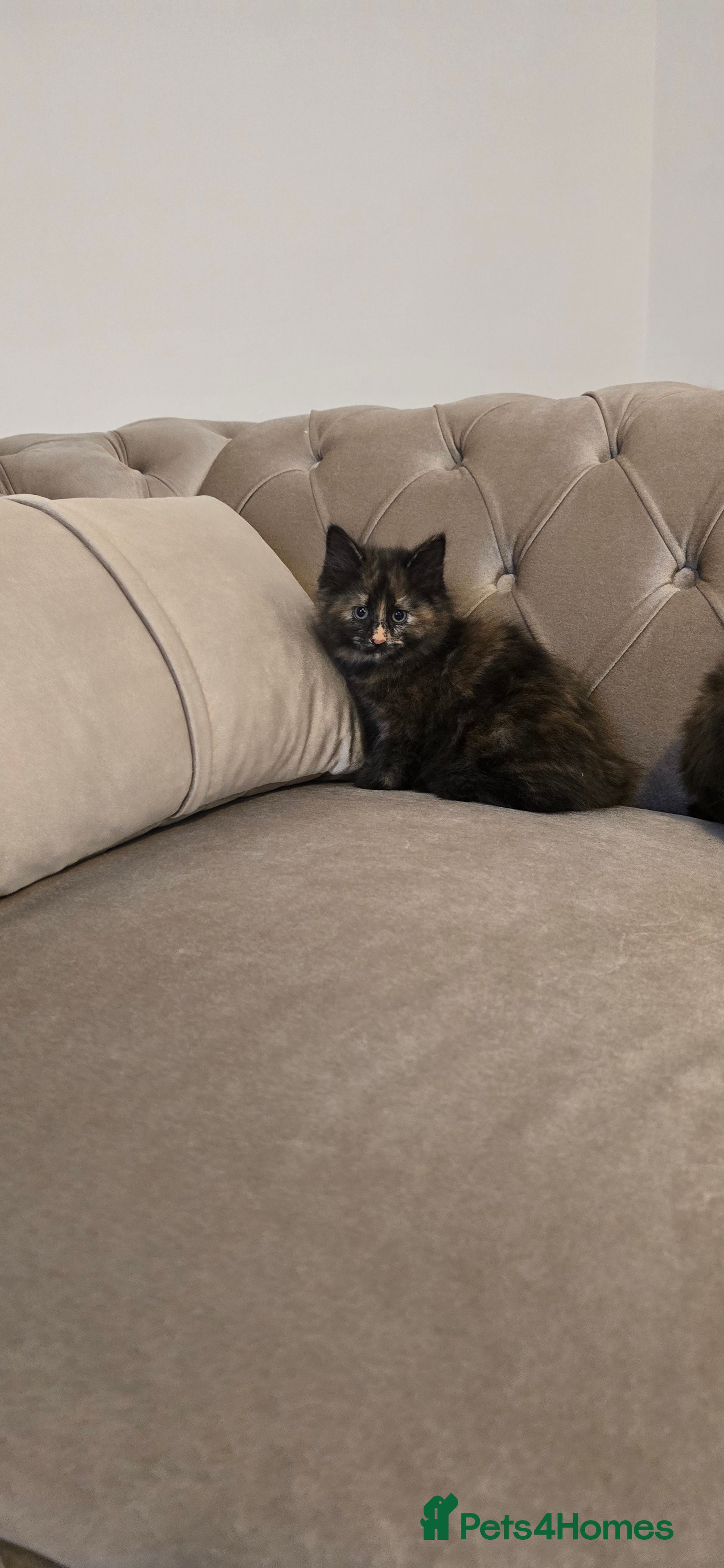 Mixed Breed cats for sale: Dad full miane coon  mum mixed ragdoll - Advert 2