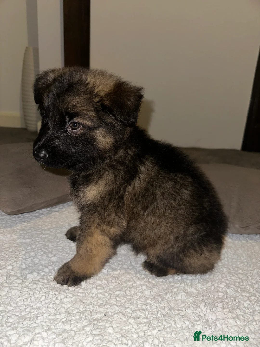 German Shepherd dogs for sale:  Long-Haired German Shepherd Puppies - Advert 2