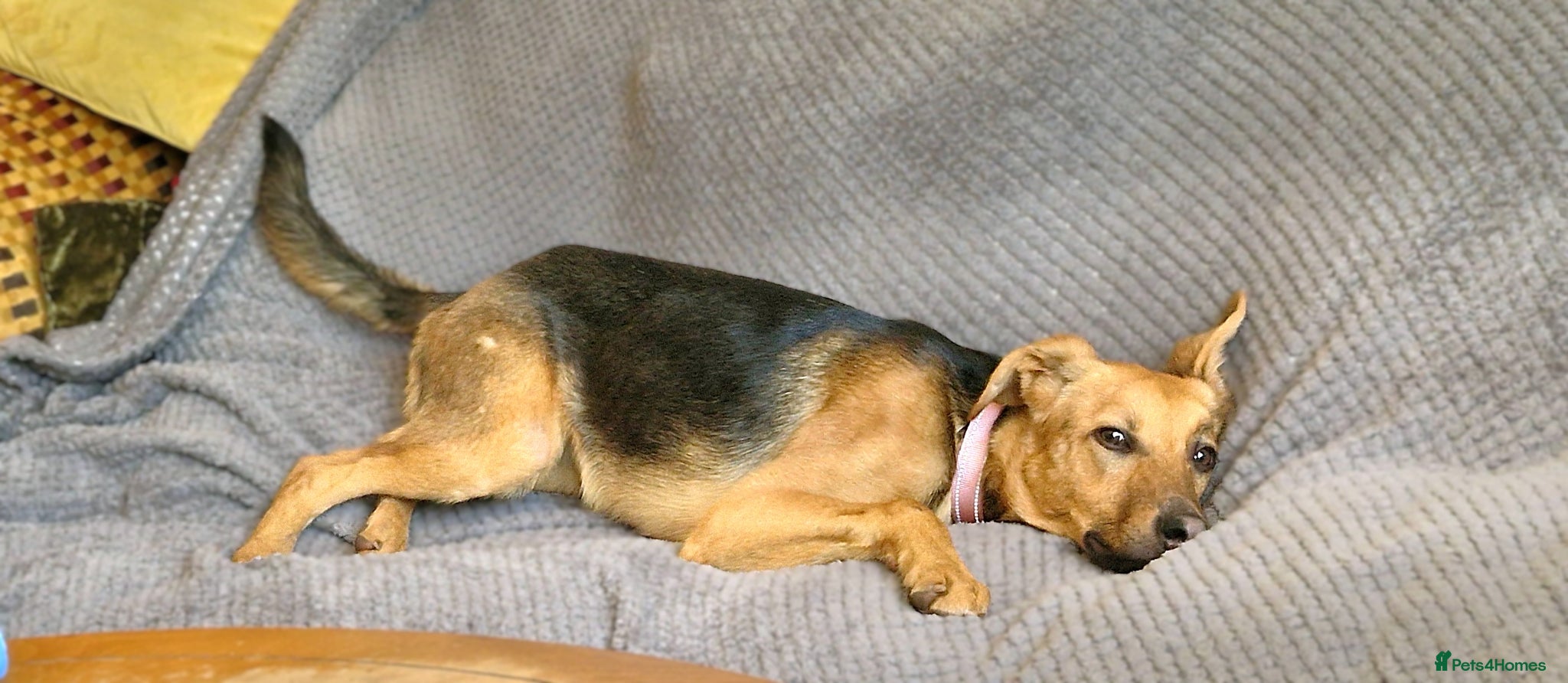 Mixed Breed dogs for sale: Lovely Lucy 7 months old is ready for adoption! - Advert 6