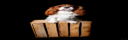 Cavalier King Charles Spaniel dogs for stud: KC REG HEALTH TESTED CHAMPION LINES CAVALIER STUD  in Hoddesdon - Advert 8