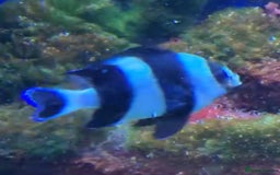 Other/Mixed Breed fish for sale: FREE! X4 Damsel fish. Marine fish.  - Image 1