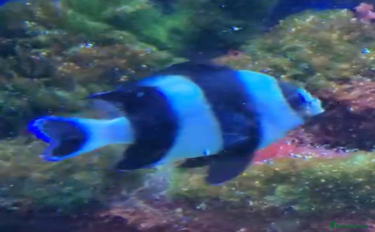 Other/Mixed Breed fish - Advert 1