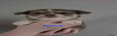 Nova