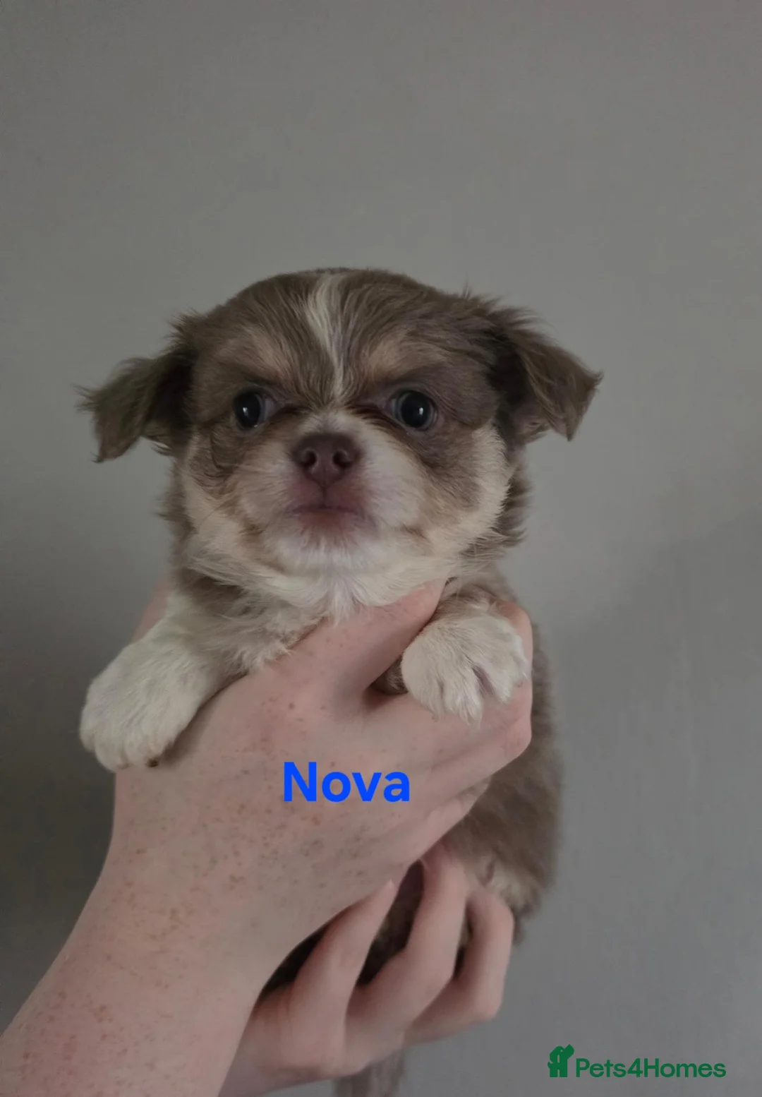 Chihuahua dogs for sale: Long coat chihuahua boys in Sunbury-on-Thames - Advert 2