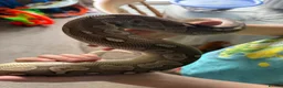 Python Snake reptiles for sale: Cinnamon lesser royal python  - Advert 2