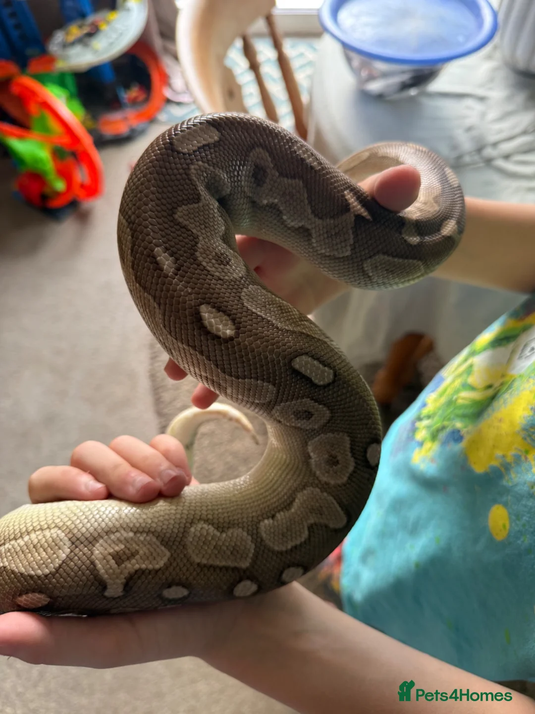 Python Snake reptiles for sale: Cinnamon lesser royal python  - Advert 2