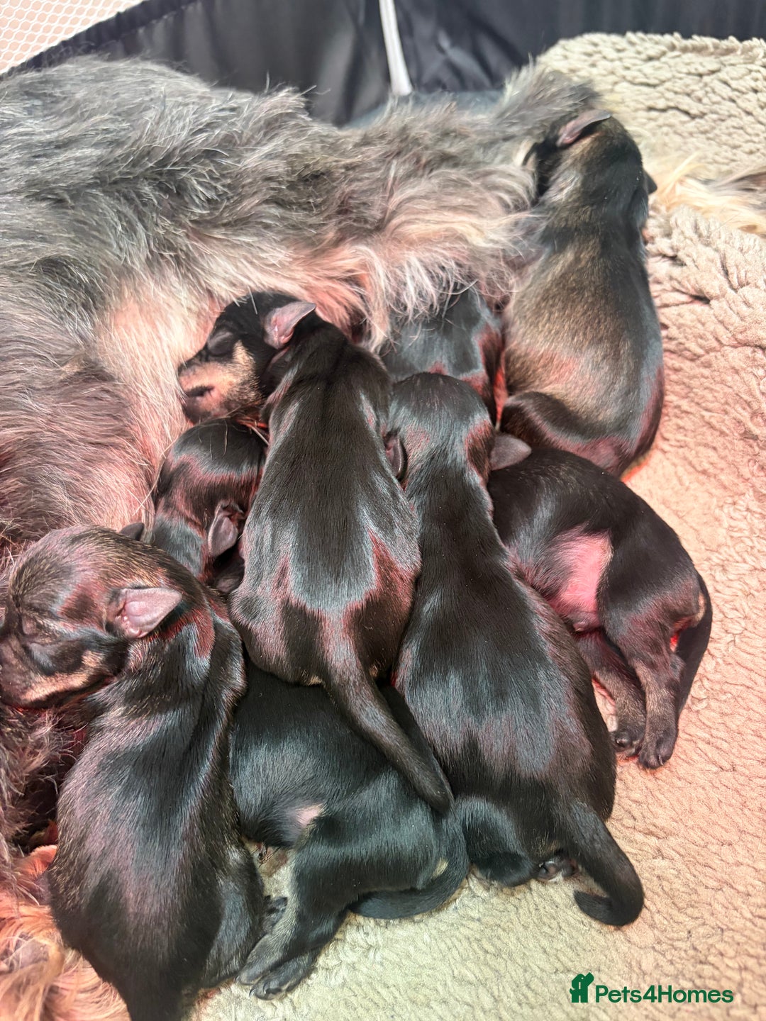 Miniature Schnauzer dogs for sale: Miniature schnauzers  - Advert 8