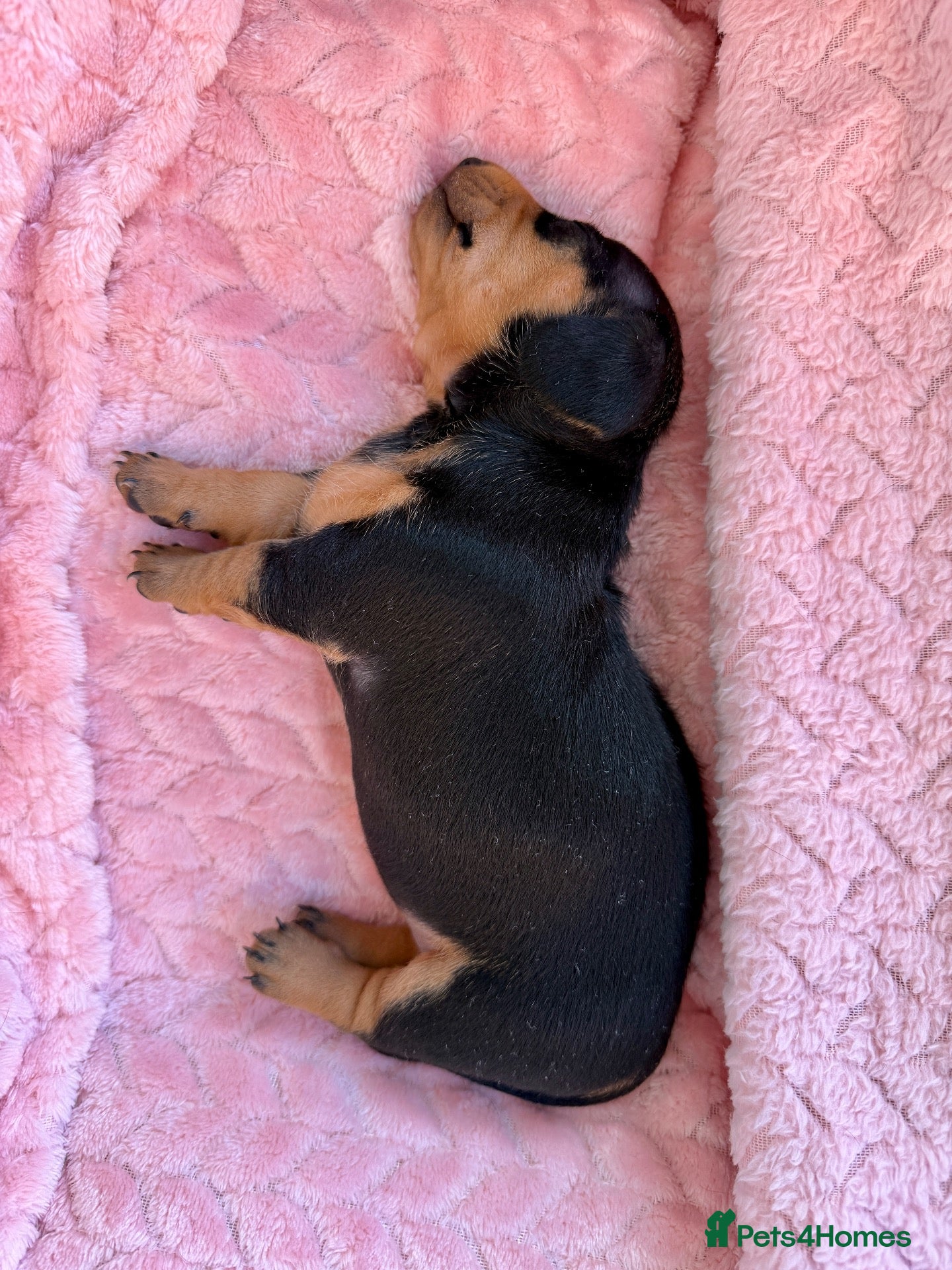 Miniature Dachshund dogs for sale: Three Stunning Mini Daschunds Girls - Advert 2